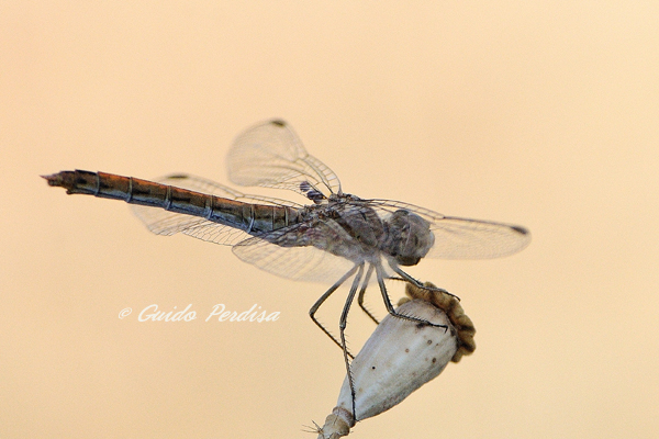 ID Sympetrum fomscolombii ??